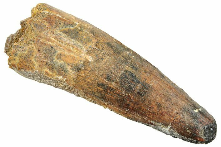 Fossil Spinosaurus Tooth - Real Dinosaur Tooth #245111